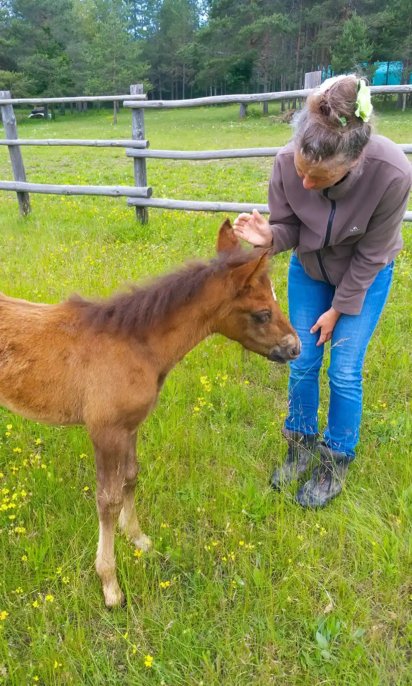 craniosacrale-therapie-fohlen-alma-beatrice-pohle-mobil Alma Beatrice Pohle beugt sich im grasigen Paddock zu einem Fohlen und streichelt vorsichtig dessen Kopf neben einem Holzzaun unter freiem Himmel.